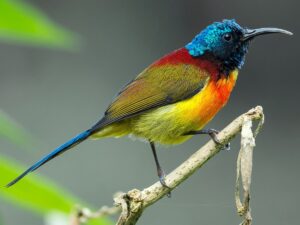 Green-tailed Sunbird (Aethopyga nipalensis)