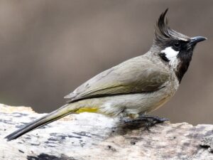 Himalayan Bulbul (Pycnonotus leucogenys):