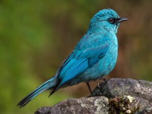 Verditer Flycatcher (Eumyias thalassinus)