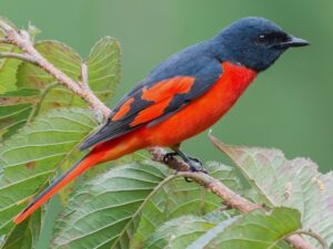 Scarlet Minivet (Pericrocotus speciosus)