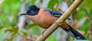 Rufous Sibia (Heterophasia capistrata):
