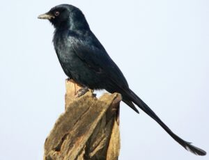Black Drongo (Dicrurus macrocercus)