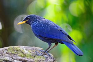Blue Whistling Bird