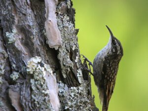 Bar-tailed Treecreeper (Certhia himalayana)